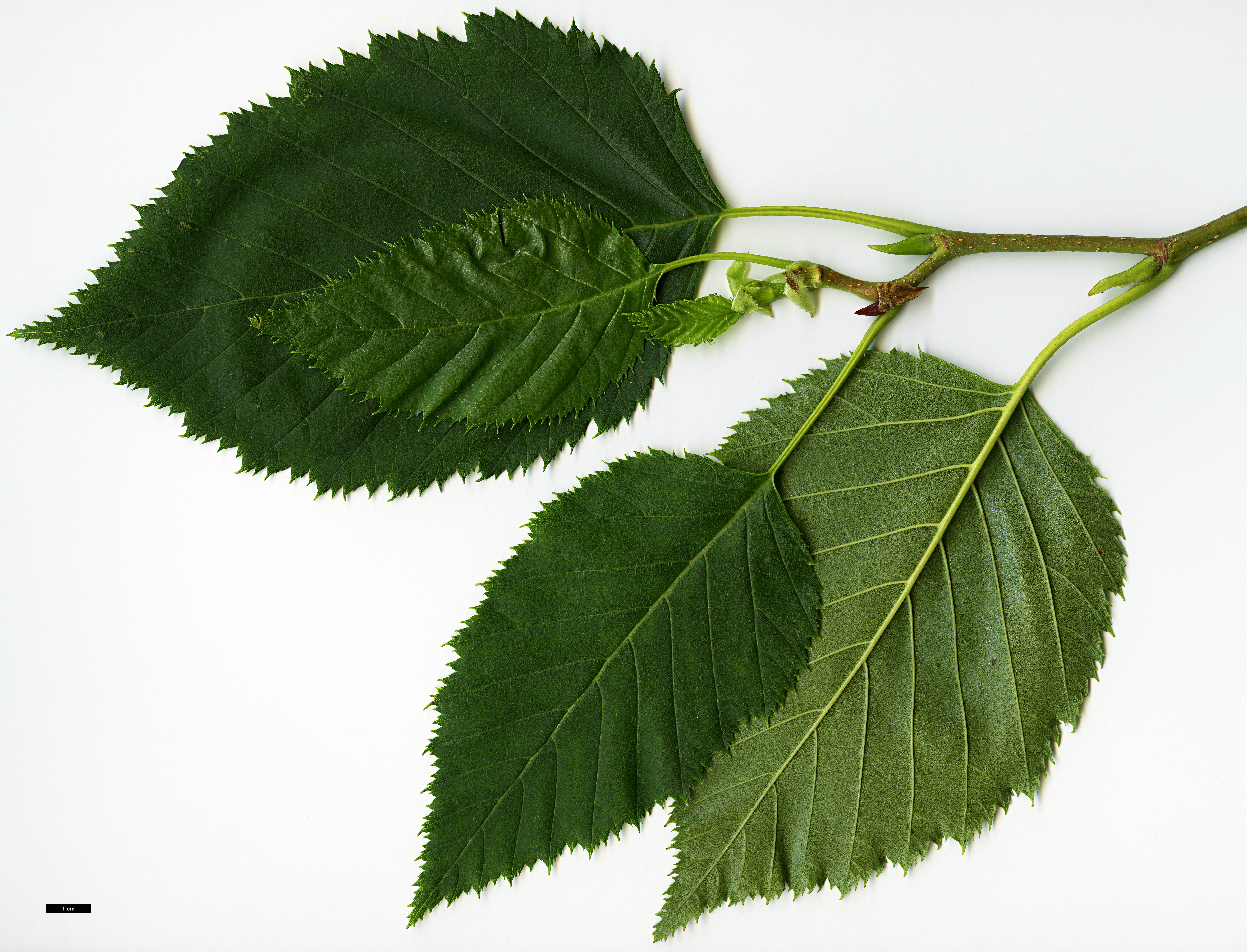 High resolution image: Family: Betulaceae - Genus: Alnus - Taxon: aff. maximowiczii